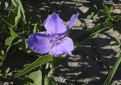 Tradescantia bracteata