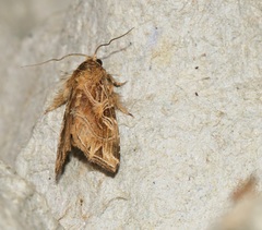 Callopistria flavitincta