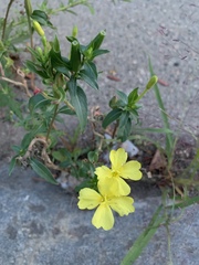 Oenothera