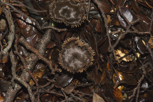 Auriscalpium umbella image