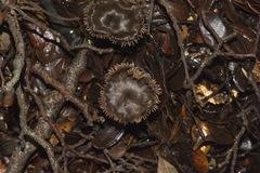 Auriscalpium umbella image