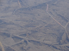 Fundulus diaphanus diaphanus