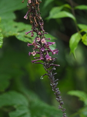 Buddleja lindleyana