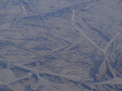 Fundulus diaphanus diaphanus