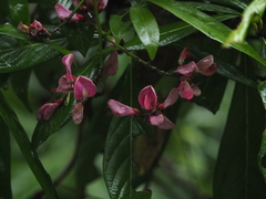 Wisteriopsis reticulata