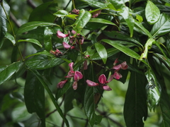 Wisteriopsis reticulata
