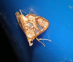 Glyphodes canthusalis