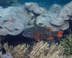 Lethrinus erythracanthus