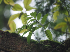 Polygonatum punctatum