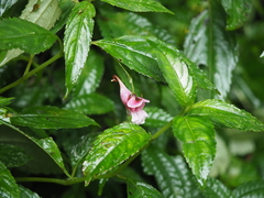 Impatiens oxyanthera