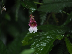 Impatiens oxyanthera