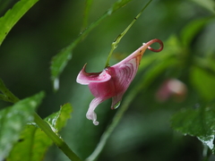 Impatiens oxyanthera