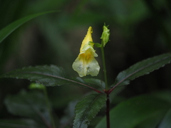 Impatiens omeiana