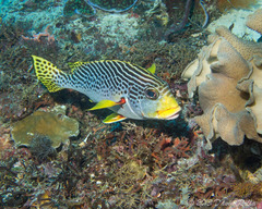 Plectorhinchus lineatus