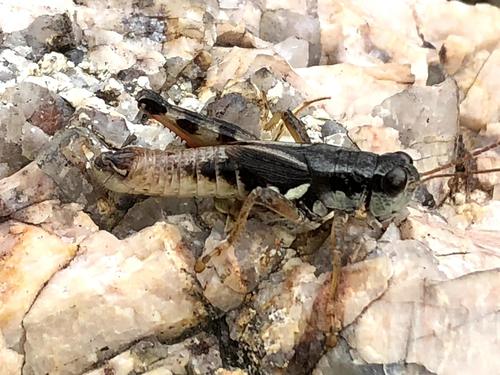 Melanoplus boulderensis