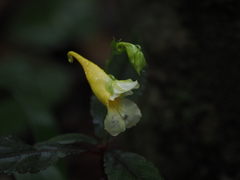Impatiens omeiana