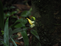 Impatiens omeiana