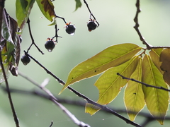 Machilus ichangensis