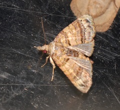Chlumetia transversa