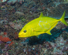 Flavocaranx bajad
