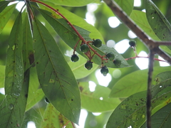 Machilus ichangensis