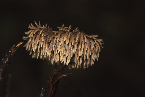 Auriscalpium umbella image