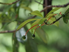 Machilus ichangensis