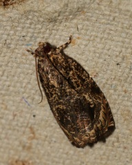 Sycacantha