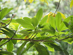 Machilus ichangensis