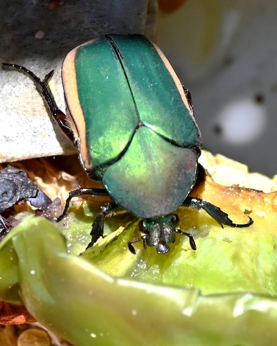Figeater Beetle