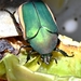 Figeater Beetle - Photo (c) Christian C. Burke, some rights reserved (CC BY-NC), uploaded by Christian C. Burke