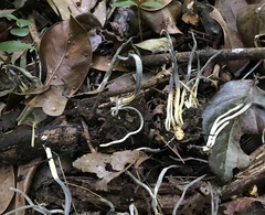 Clavulina floridana