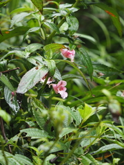 Impatiens oxyanthera