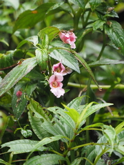 Impatiens oxyanthera
