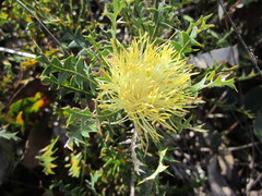 Banksia armata