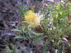 Banksia armata