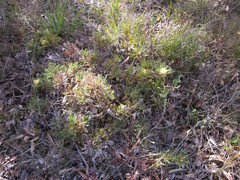 Banksia armata