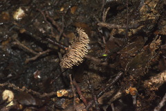 Auriscalpium umbella image