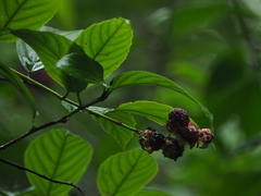 Rubus malifolius