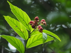 Rubus malifolius