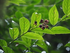 Rubus malifolius
