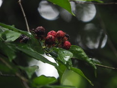 Rubus malifolius