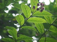 Rubus malifolius