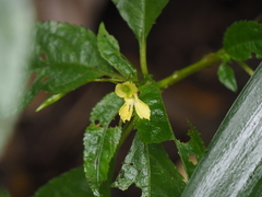 Impatiens alpicola