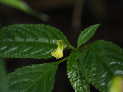 Impatiens alpicola