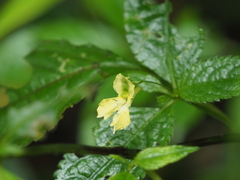 Impatiens alpicola