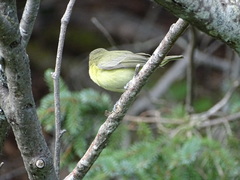 Vireo philadelphicus