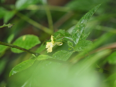 Impatiens alpicola