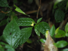Impatiens alpicola