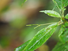 Impatiens alpicola